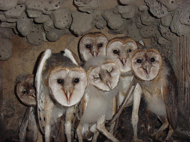 dompet dhuafa