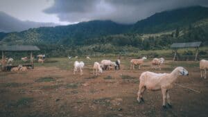 kurban untuk diri sendiri atau orang tua dulu