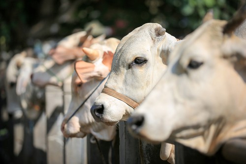 Cattle,cows,(,Sapi,),In,Animal,Markets,To,Prepare,Sacrifices | ciri hewan yang dilarang untuk kurban