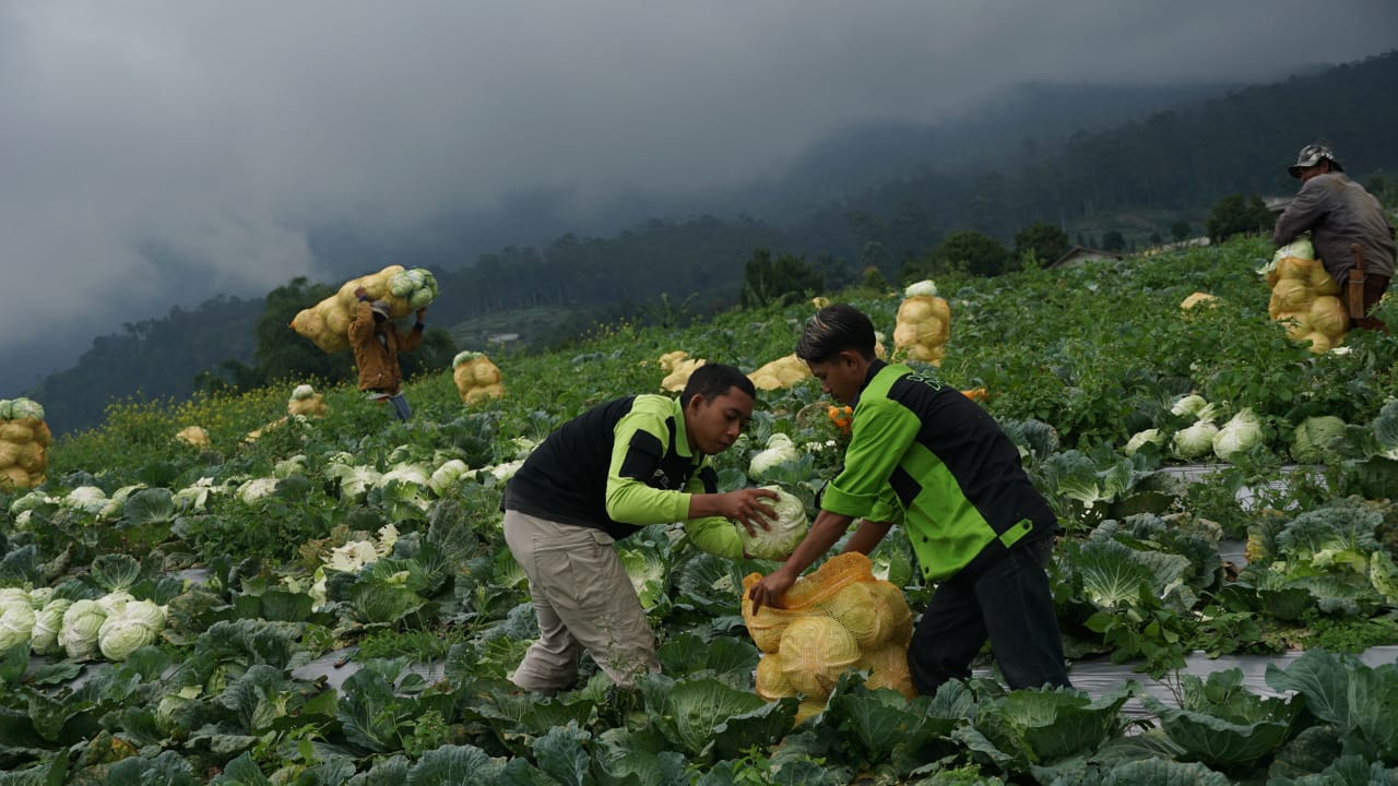 sayur segar menjamu kerinduan penyintas akan asupan pangan bergizi2 dompet dhuafa