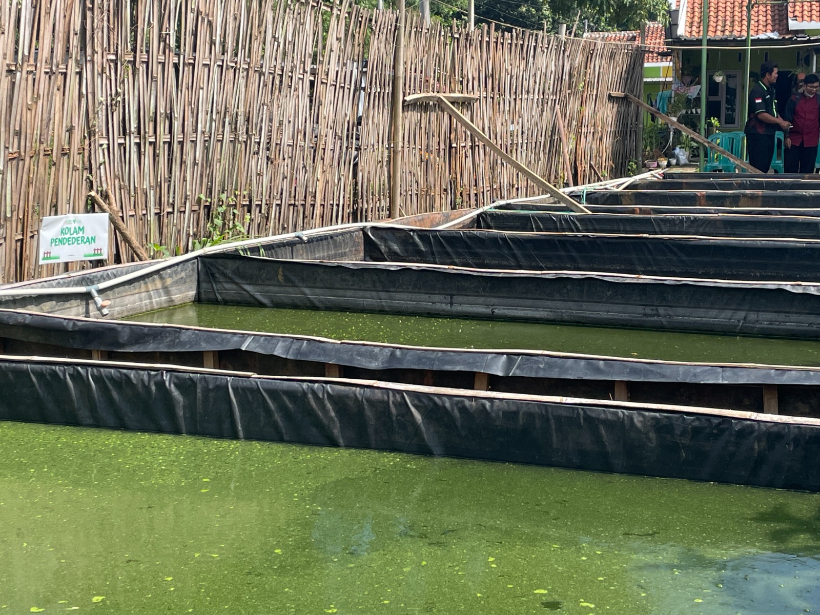 kampung ternak dan tani padu di wilayah cirebon5 dompet dhuafa