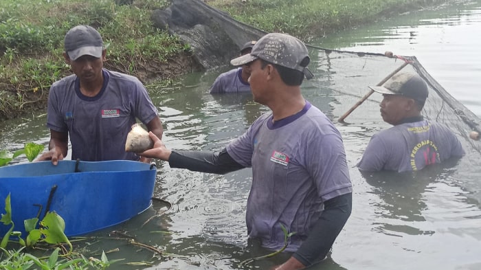 panen ikan gurame dd farm the harvest dompet dhuafa panen-ikan-gurame