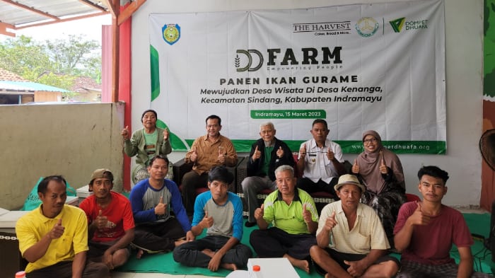 panen ikan gurame dd farm the harvest dompet dhuafa panen-ikan-gurame