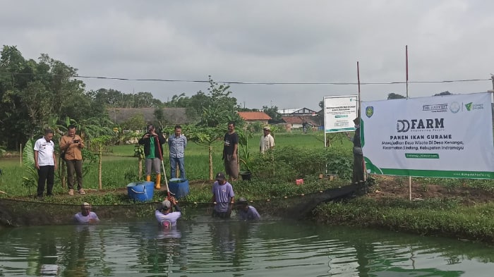 panen ikan gurame dd farm the harvest dompet dhuafa panen-ikan-gurame