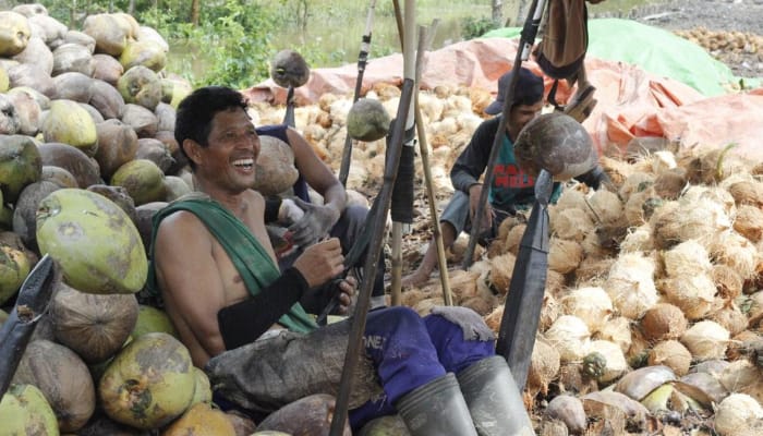 bakti nusa social enterprise 2 dompet dhuafa alumni bakti nusa dompet dhuafa berdayakan petani kelapa lokal