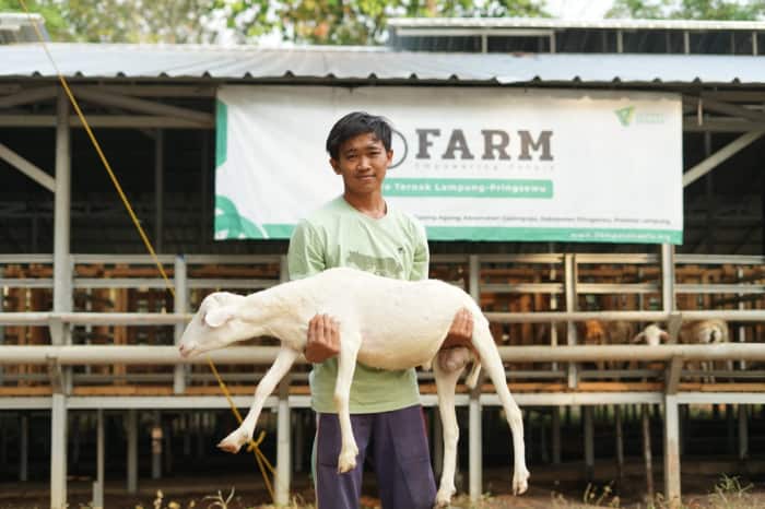 dd farm lampung 1 dompet dhuafa DD Farm Lampung Rutin Kontrol Hewan Kurban