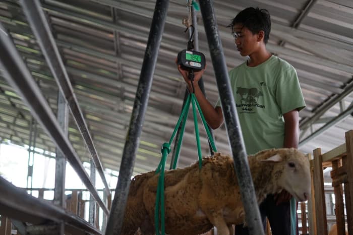 dd farm lampung 3 dompet dhuafa DD Farm Lampung Rutin Kontrol Hewan Kurban