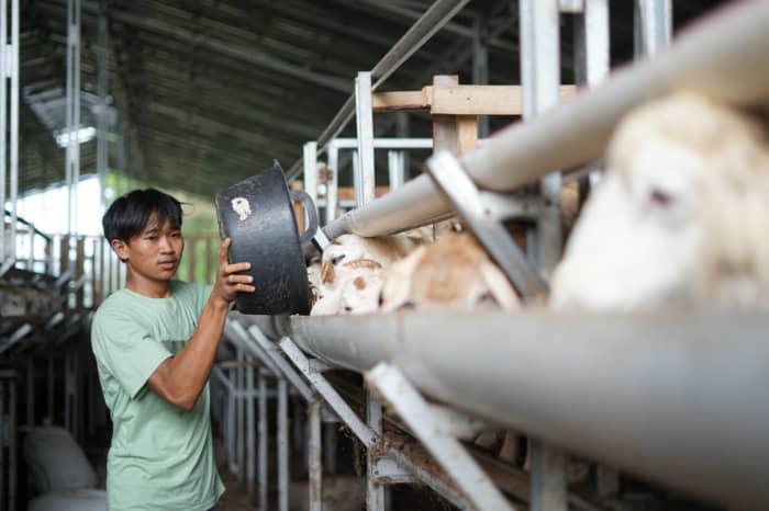 dd farm lampung 4 dompet dhuafa DD Farm Lampung Rutin Kontrol Hewan Kurban