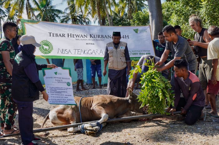 thk kurban sapi dompet dhuafa tebar hewan kurban dompet dhuafa di perbatasan negeri