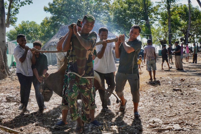 thk ttu timor leste kurban dompet dhuafa tebar hewan kurban dompet dhuafa di perbatasan negeri