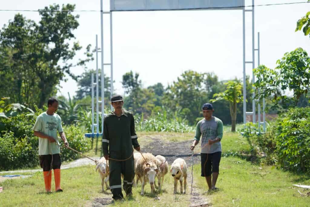 dd farm sudigda pemberdayaan eknomi dompet dhuafa Gabung DD Farm Sudigda Mampu Berdaya