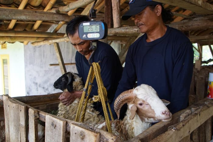 seniman beternak 2 dompet dhuafa seniman jadi peternak domba