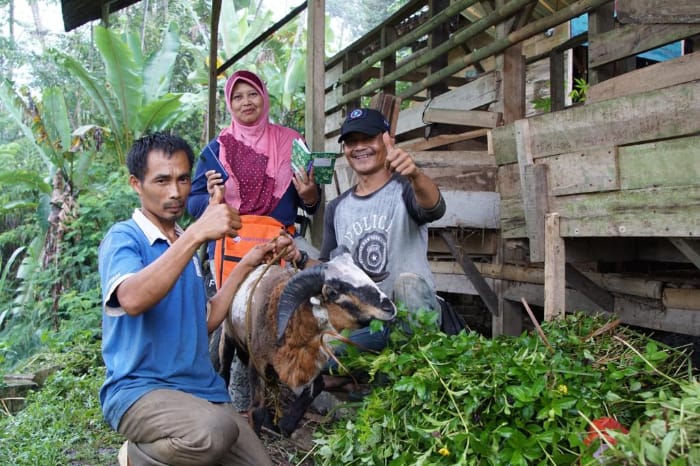 seniman beternak dompet dhuafa seniman jadi peternak domba