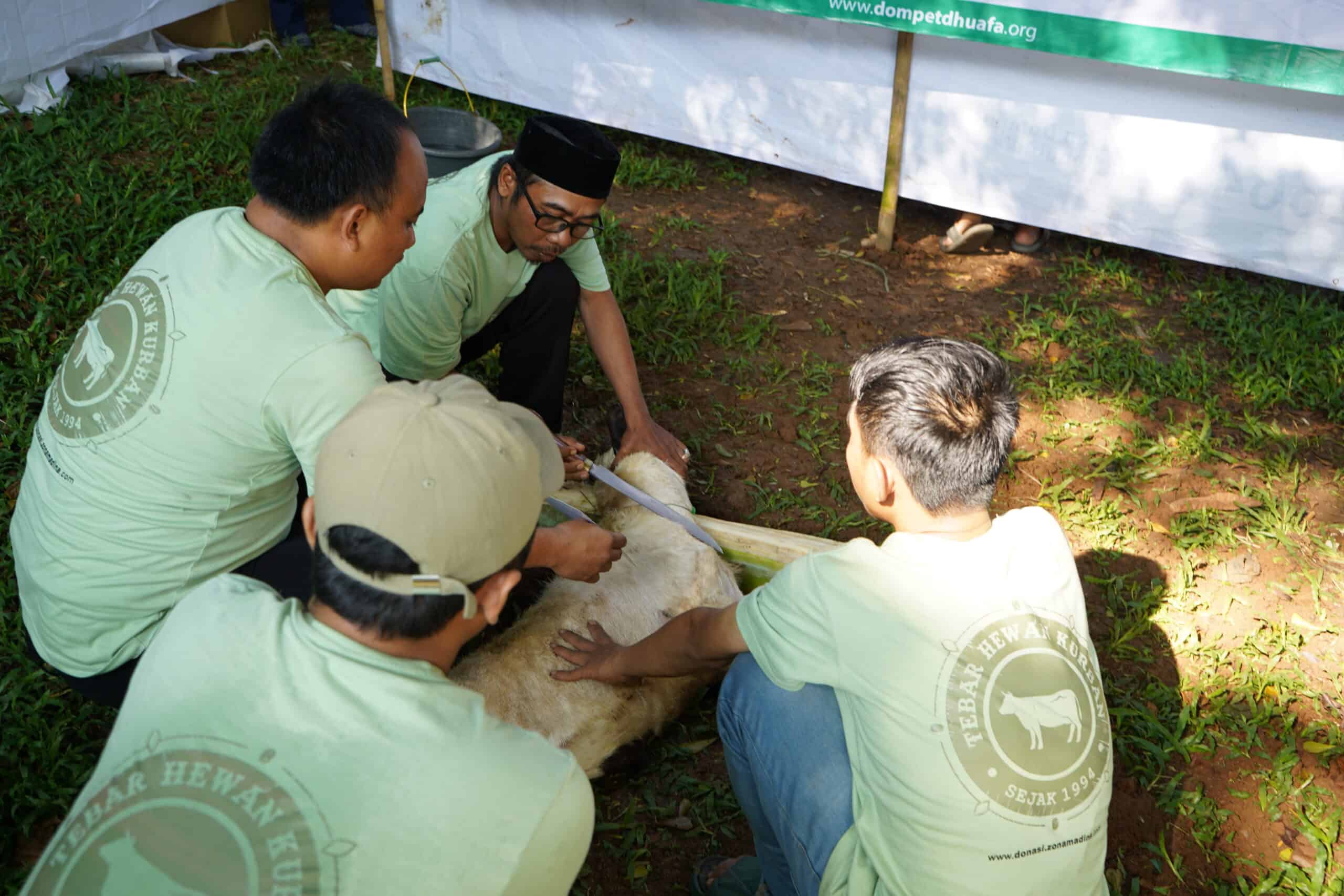 thk kurban zona madina imarindo dompet dhuafa imarindo berkurban melalui dompet dhuafa