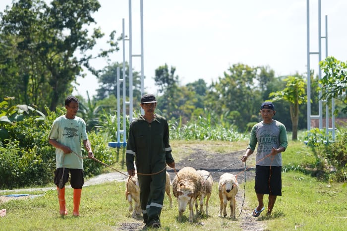 anak buah kandang DD Farm Pundong Yogyakarta