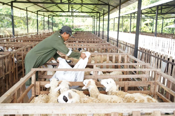 abk dd farm pundong 4 dompet dhuafa anak buah kandang DD Farm Pundong Yogyakarta