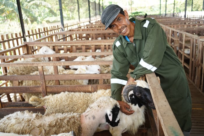 anak buah kandang DD Farm Pundong Yogyakarta