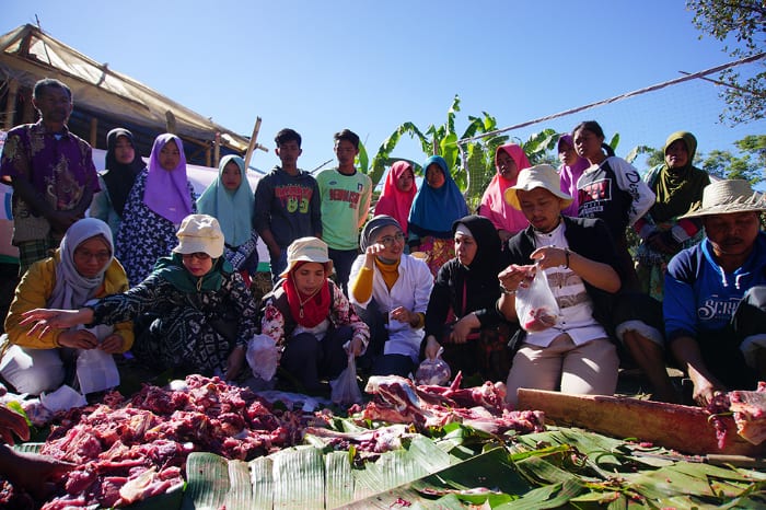sapi-ternak-di-kaki-gunung-rinjani