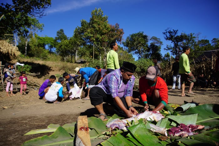 sapi-ternak-di-kaki-gunung-rinjani