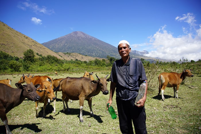 sapi-ternak-di-kaki-gunung-rinjani