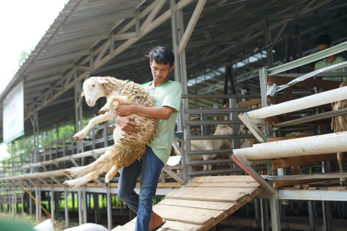 tebar hewan kurban dompet dhuafa di tulung agung lampung 2 dompet dhuafa tebar hewan kurban dompet dhuafa di tulung agung lampung
