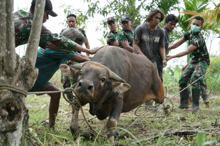 wanita-papua-nikmati-daging-kurban-THK
