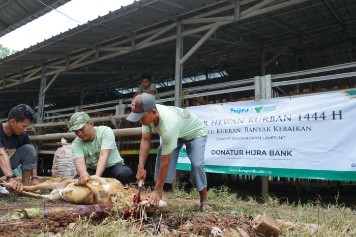 thk kurban lampung hijra bank dompet dhuafa Bersama Dompet Dhuafa, Hijra Bank Salurkan Kurban ke Lampung