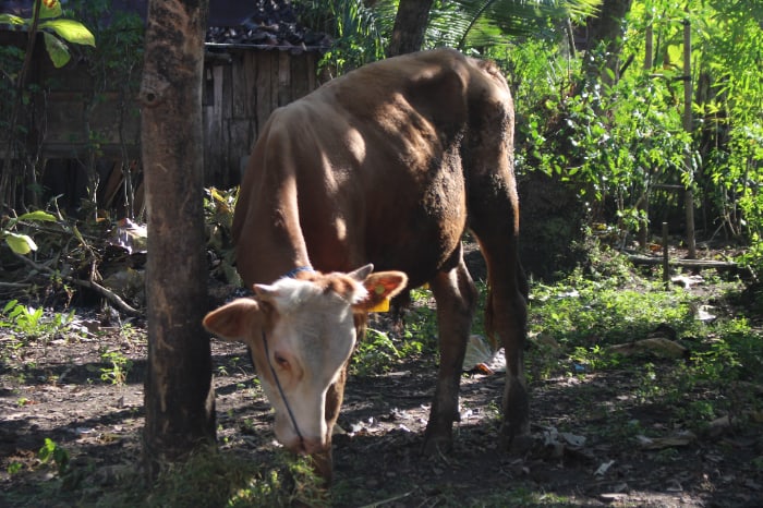 sedekah daging dompet dhuafa di grobogan