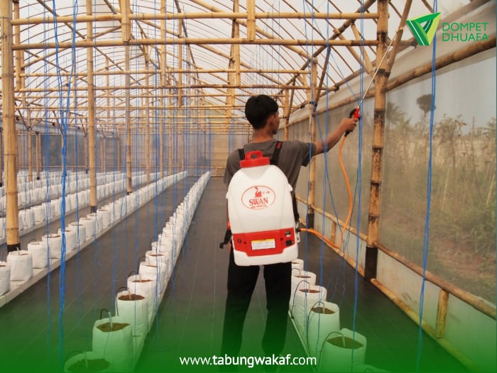 wakaf untuk pemberdayaan petani lokal 4 dompet dhuafa Wakaf Green House untuk Pemberdayaan Petani Lokal