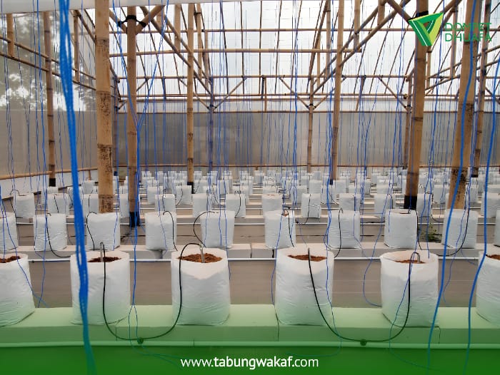 Wakaf Green House untuk Pemberdayaan Petani Lokal