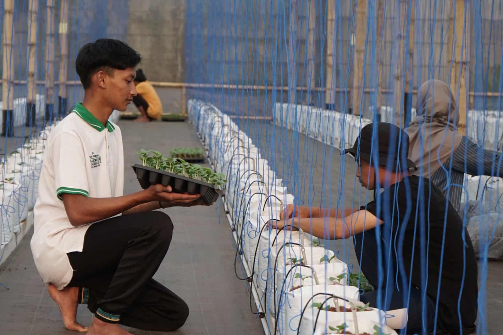transplanting hydroponic melon seeds