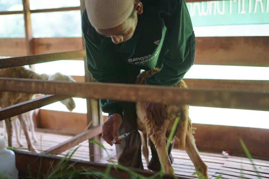 Ali Akbar, dari relawan jadi peternak di DD Farm Rumah Gadang