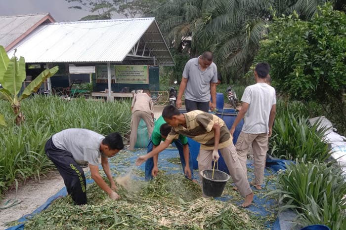 pertanian1 dompet dhuafa penerima beasiswa pelajar berdaya asah keterampilan membuat silase