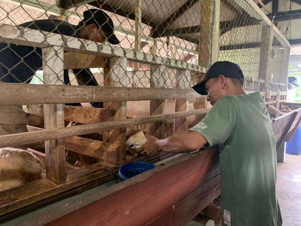 pertanian3 dompet dhuafa penerima beasiswa pelajar berdaya asah keterampilan membuat silase