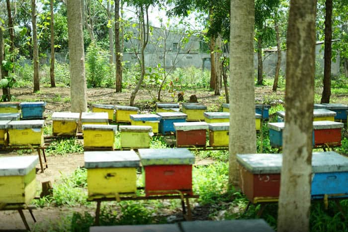 peternak lebah madu2 dompet dhuafa DD bantu peternak lebah madu yang hadapi musim paceklik