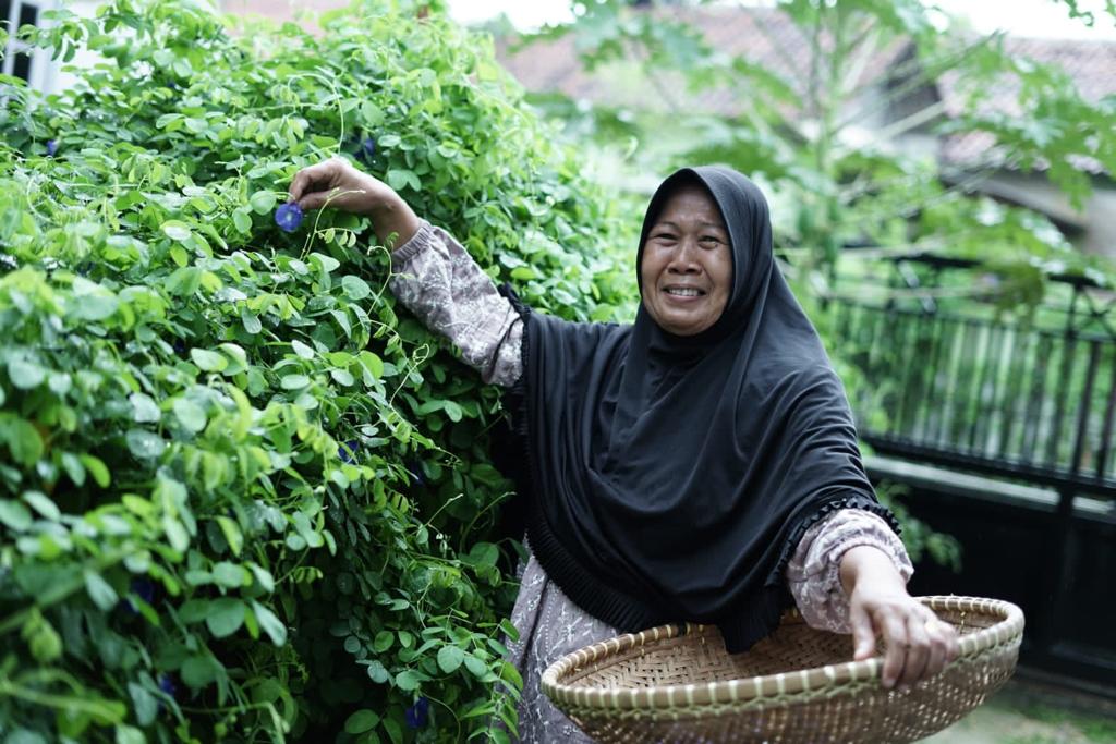 Budi daya teh bunga telang