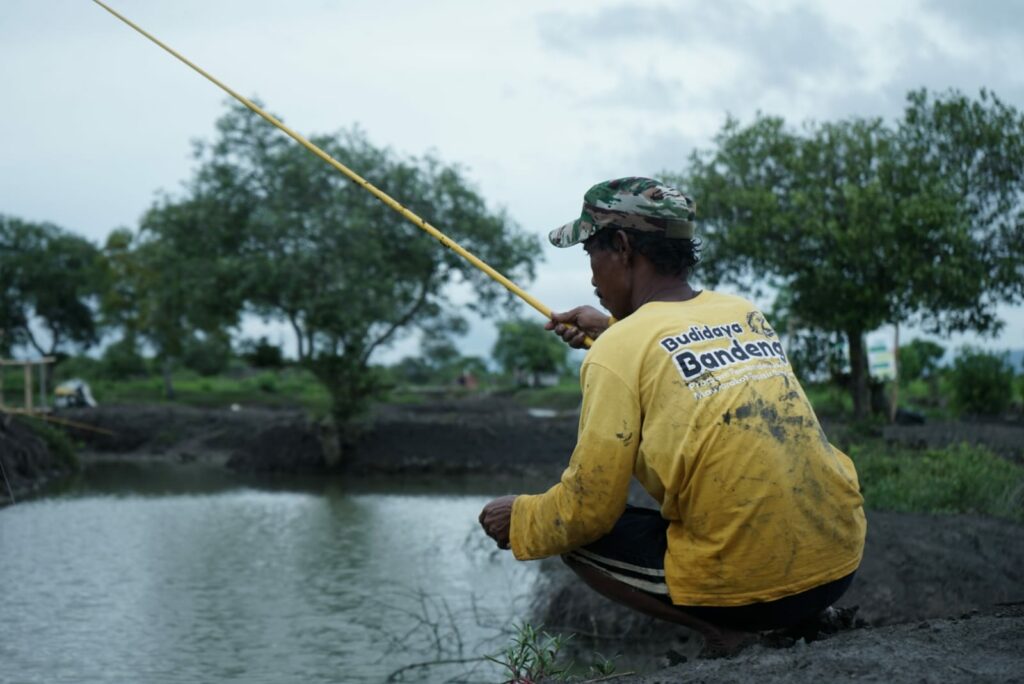 Budi Daya Ikan Bandeng