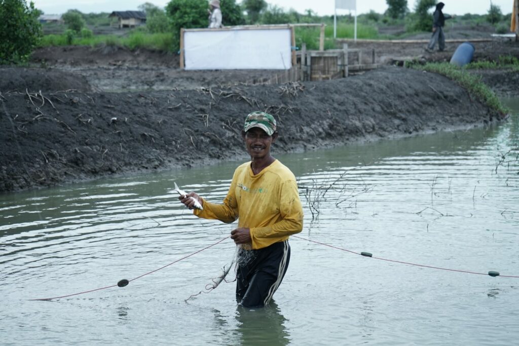 Budi Daya Ikan Bandeng