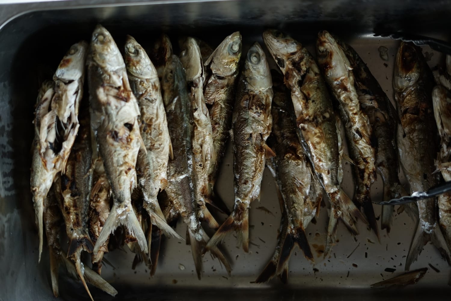 budi daya ikan bandeng 5 dompet dhuafa Budi Daya Ikan Bandeng