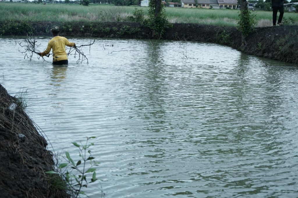 Budi Daya Ikan Bandeng