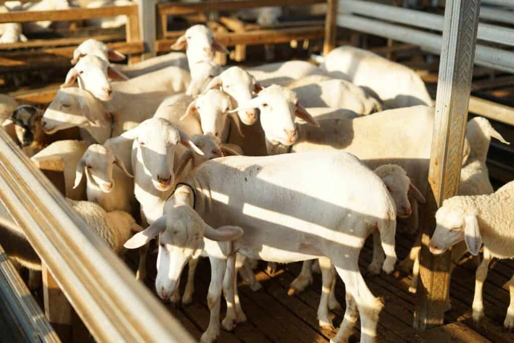 kurban via dompet dhuafa berdayakan petani lokal1 dompet dhuafa Sunah Menyembelih Kurban | Kambing dan domba di kandang DD Farm, tempat pemberdayaan petani lokal oleh Dompet Dhuafa.