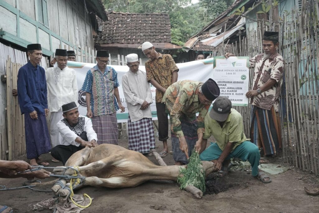 nurdin kurban di iduladha2 dompet dhuafa Sunah Menyembelih Kurban | Para marbot masjid di NTT menyembelih hewan kurban di Hari Iduladha.