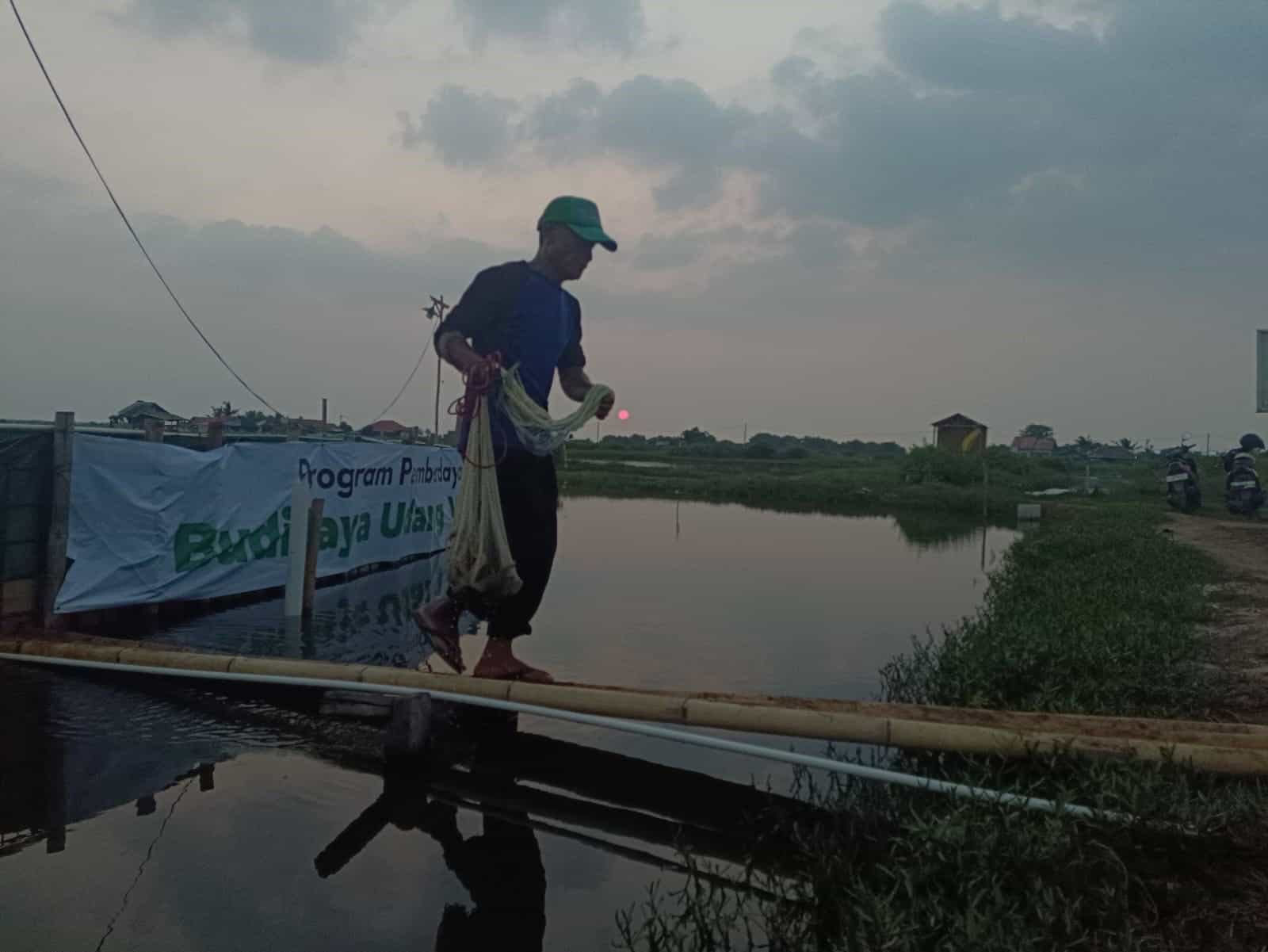budi daya udang vaname1 dompet dhuafa Program pemberdayaan ekonomi Dompet Dhuafa Banten, Budidaya Udang Vaname, terletak di Desa Wanayasa, Kecamatan Pontang, Serang.