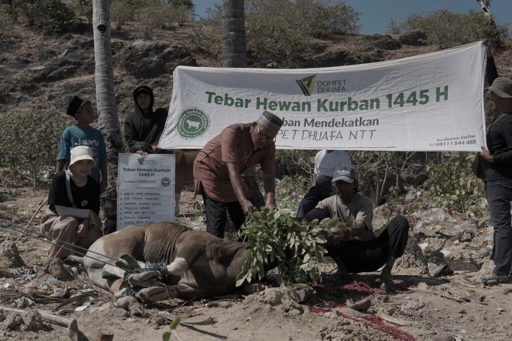 nabila ishma tebar hewan kurban di rote ndao ntt 3 dompet dhuafa Prosesi kurban di wilayah Desa Papela, Rote Ndao, Nusa Tenggara Timur.