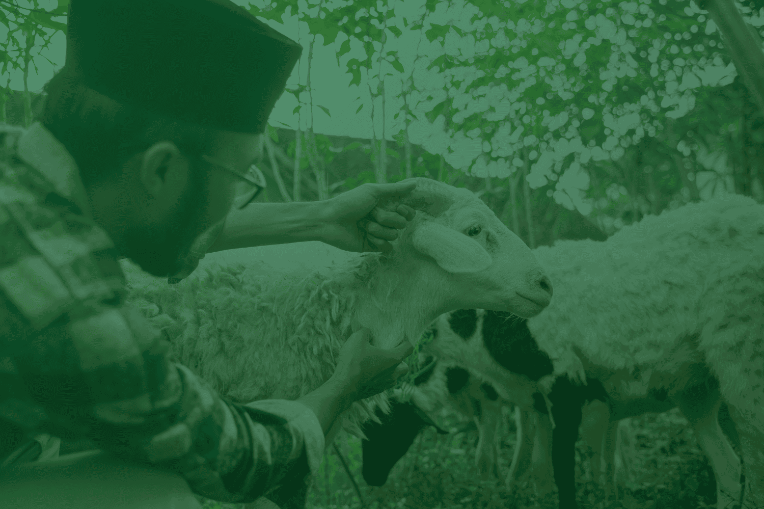 pahala kurban kambing dompet dhuafa
