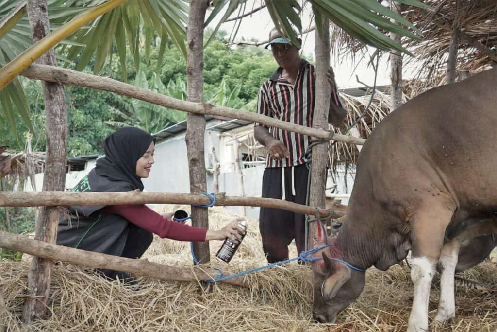 refleksi hidup ocha nugraha13 dompet dhuafa Refleksi Hidup Ocha Nugraha saat mengikuti proses QC hewan kurban bersama Dompet Dhuafa di NTT.