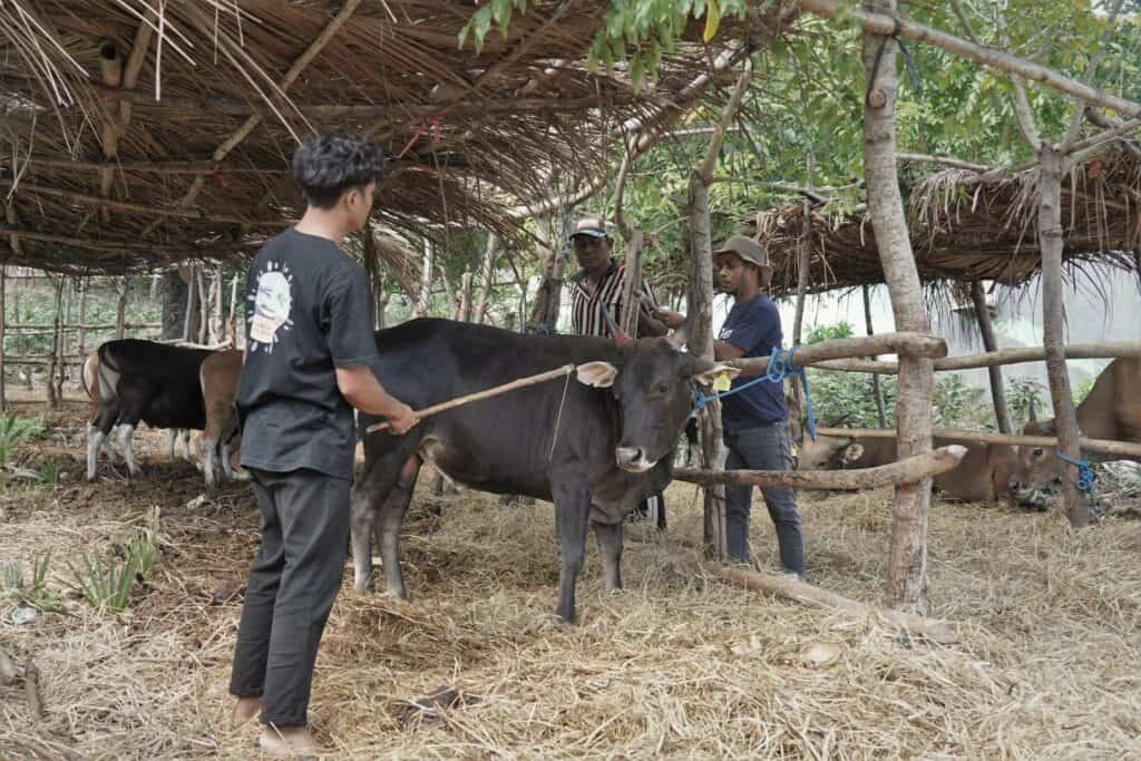 refleksi hidup ocha nugraha20 dompet dhuafa Refleksi Hidup Ocha Nugraha saat mengikuti proses QC hewan kurban bersama Dompet Dhuafa di NTT.