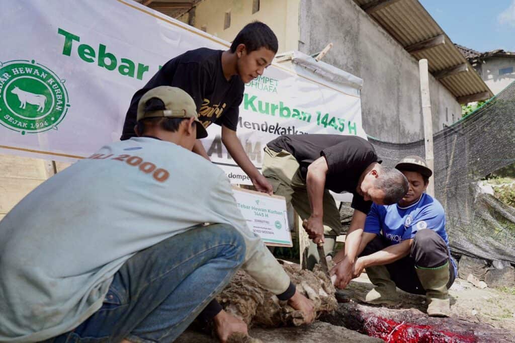 tebar hewan kurban di kaki gunung merbabu 4 dompet dhuafa Penyembelihan 92 ekor hewan kurban THK 2024 Dompet Dhuafa di Desa Batur pada hari Tasyrik pertama, Selasa (18/06/2024).