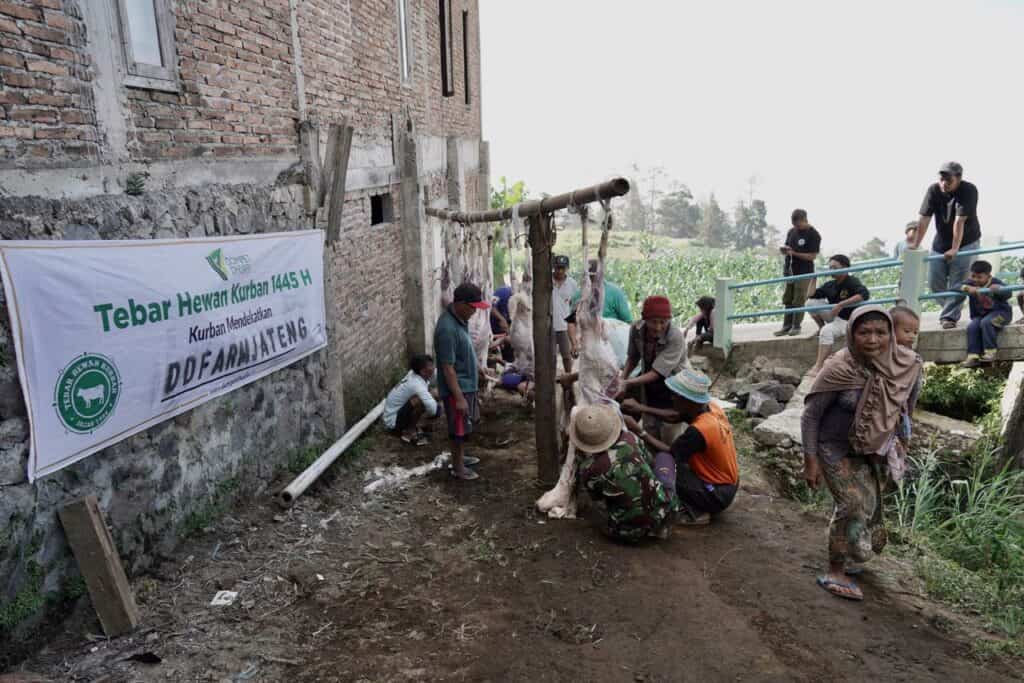 tebar hewan kurban di kaki gunung merbabu 6 dompet dhuafa Pemotongan daging hewan kurban THK 2024 Dompet Dhuafa di Desa Batur pada hari Tasyrik pertama, Selasa (18/06/2024).