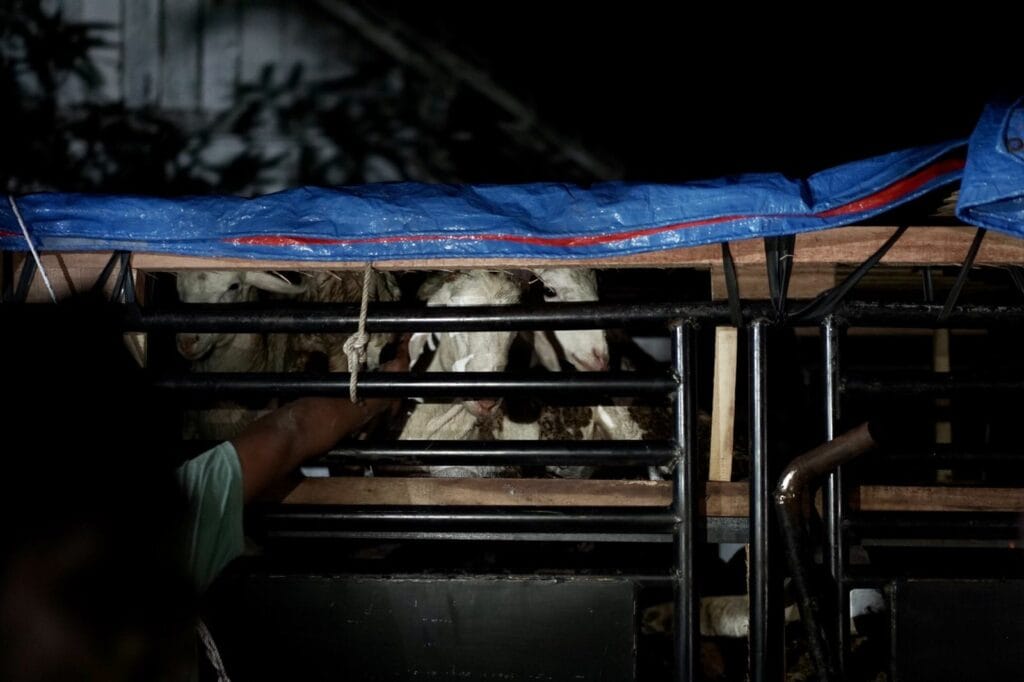 Suasana kedatangan hantaran hewan kurban jenis doka (domba/kambing) di Desa Padas, Kedungjati, Grobogan, pada malam sebelum Iduladha 1445 H, Ahad (16/06/2024).